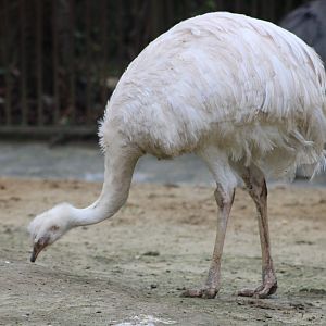 White Greater Rhea (Rhea americana)