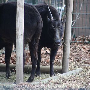 Lowland Anoas (Bubalus depressicornis)
