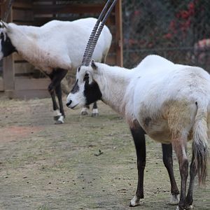 Arabian Oryxes (Oryx leucoryx)
