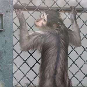 White-Naped Mangabey (Cercocebus lunulatus)