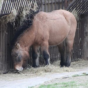 Przewalski’s Wild Horse (Equus ferus przewalskii)