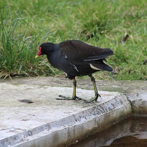 Eurasian / Common Moorhen (Gallinula chloropus)