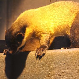Siberian Yellow-Throated Marten (M. f. aterrima / borealis)
