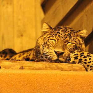 “North Chinese” Leopard (P. p. orientalis)