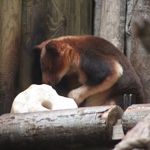 Goodfellow’s Tree Kangaroo (Dendrolagus goodfellowi)