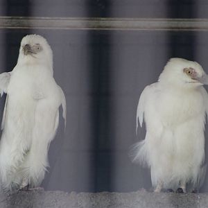 Palm-Nut Vultures (Gypohierax angolensis)