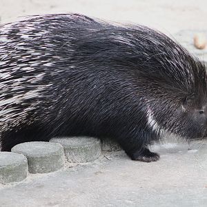 Indian Crested Porcupine (Hystrix indica)