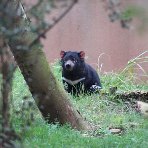Tasmanian Devil (Sarcophilus harrisii)