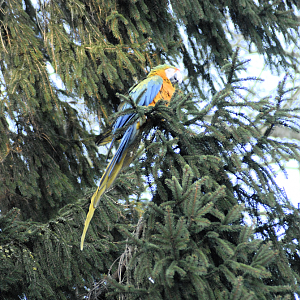 Macaw up a tree! - Birdland 2025