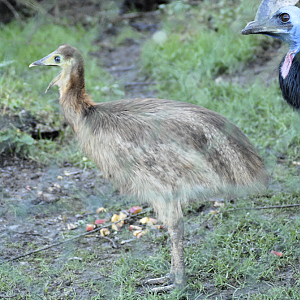 Cassowary Chick - Birdland 2025