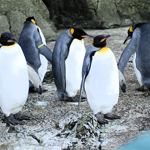 We Five Kings - Birdland 2025