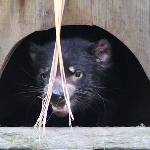 Tasmanian Devil Portrait (Sarcophilus harrisii)
