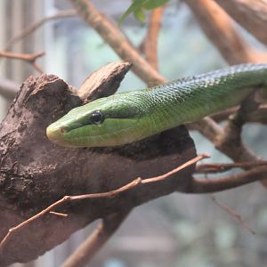 Rhinoceros Ratsnake (Gonyosoma boulengeri)