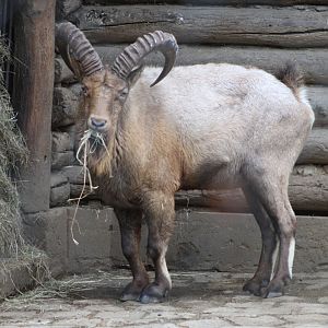 West Caucasian Tur (Capra caucasica)