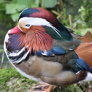 Male Mandarin Duck (Aix galericulata)