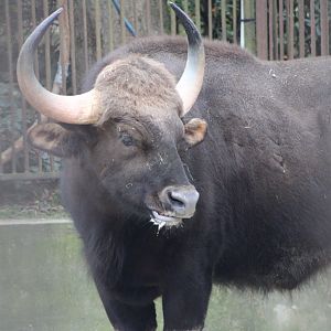 Gaur (Bos gaurus)