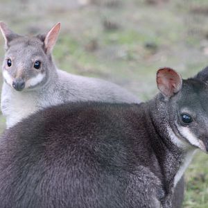 Dusky Pademelons (Thylogale brunii)