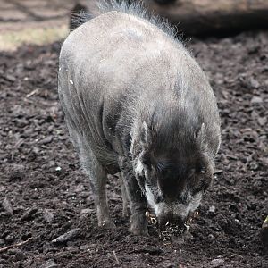Visayan Warty Pig (Sus cebifrons)