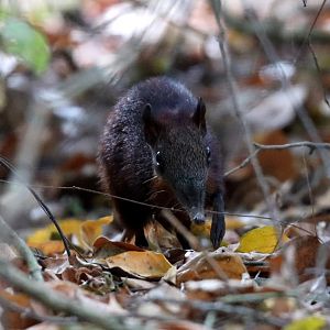 golden-rumped elephant shrew or golden-rumped sengi (Rhynchocyon chrysopygus)