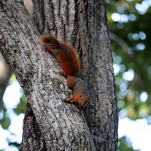 red bush squirrel or red-bellied coast squirrel (Paraxerus palliatus)