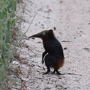 golden-rumped elephant shrew or golden-rumped sengi (Rhynchocyon chrysopygus)