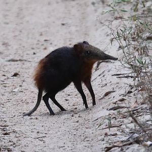 golden-rumped elephant shrew or golden-rumped sengi (Rhynchocyon chrysopygus)
