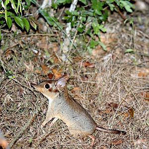 four-toed elephant shrew or four-toed sengi (Petrodromus tetradactylus)