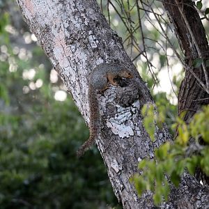 Zanj sun squirrel (Heliosciurus undulatus)