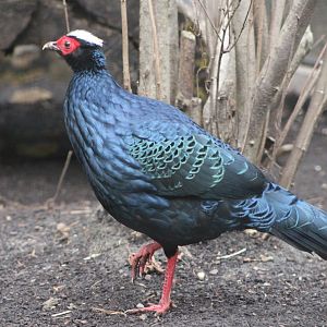 Male Edward’s Pheasant (Lophura edwardsi)