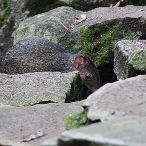 Juvenile Azara’s Agouti (Dasyprocta azarae)