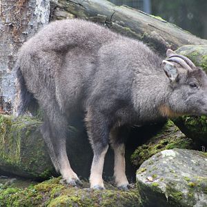 Central Chinese Goral (N. g. arnouxianus)