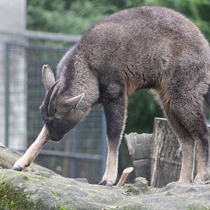 Central Chinese Goral (N. g. arnouxianus)