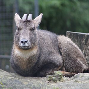 A Loaf of Goral (N. g. arnouxianus)