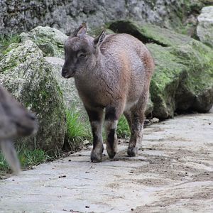 Juvenile Tadjik Markhor (C. f. heptneri)