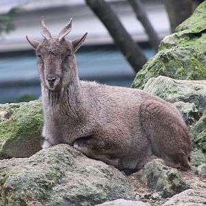 Tadjik Markhor (C. f. heptneri)