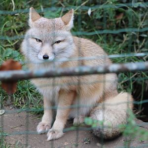 Corsac Fox (Vulpes corsac)