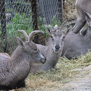 Bharal / Blue Sheep (Pseudois nayaur)