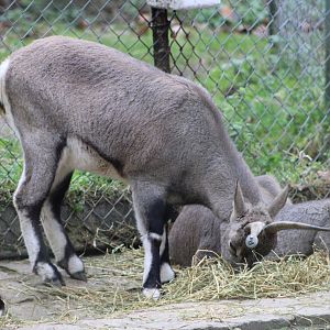 Bharal / Blue Sheep (Pseudois nayaur)