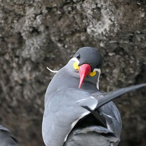 Sea Bird Aviary - Inca Tern
