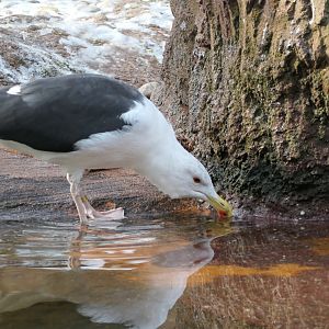Sea Bird Aviary - Great Black-backed Gull