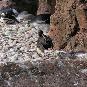 Sea Bird Aviary - Black Oystercatcher