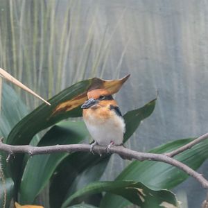 Aquatic Bird House - Guam Kingfisher