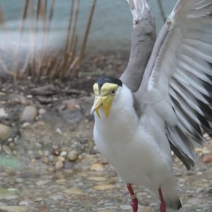 Aquatic Bird House - Masked Lapwing