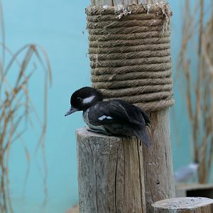 Aquatic Bird House - Bufflehead