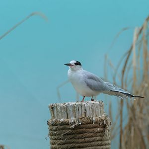 Aquatic Bird House - Common Tern