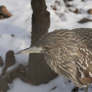 Aquatic Bird House - Juvenile Black-crowned Night Heron