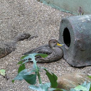 Aquatic Bird House - Yellow-billed Pintail