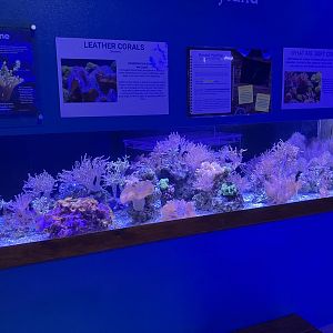 Aquarium - Coral Reef Tank