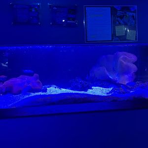 Aquarium Yellow-Headed Jawfish/Blue-Spotted Jawfish/Bangai Cardinalfish/Sea Goldie Tank