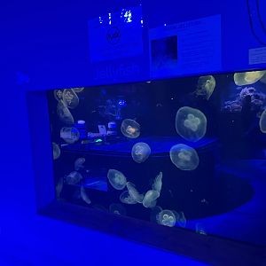 Aquarium - Moon Jellyfish Tank